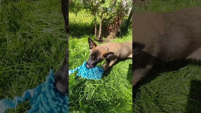 Что делать с щенком малинуа в возрасте 2 мес? #shorts #malinois #малинуа #щенок #дрессировкащенка