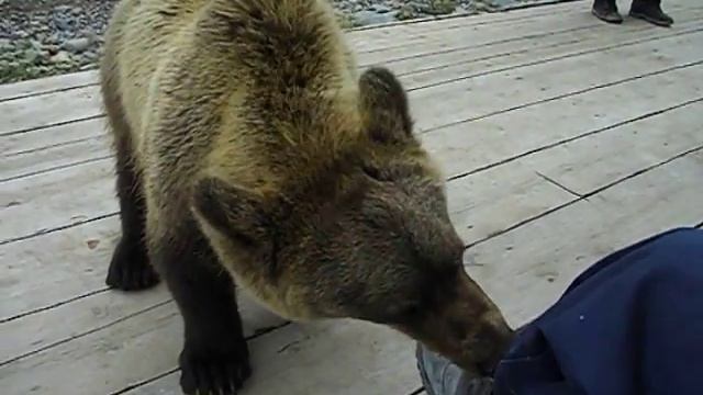 медведи