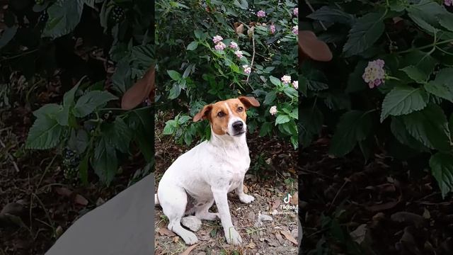 Джек-Рассел Жасмин 🐕.mp4