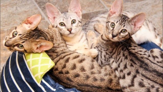 Самая крупная домашняя кошка!