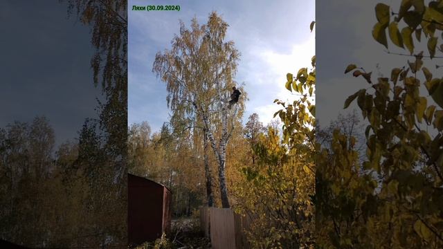 #альпинизм #арбористика #удаление #береза #дерево #ляхи #меленки #муром #касимов #владимир