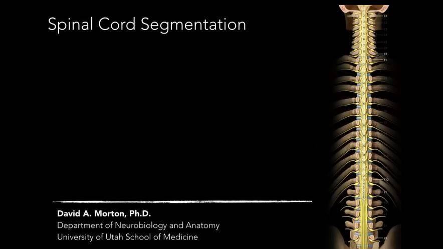 Принципы сегментации спинного мозга