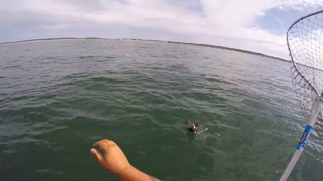 Late Summer Fluke (Summer Flounder) and Black Sea Bass Fishing | Montauk Kayak Fishing!