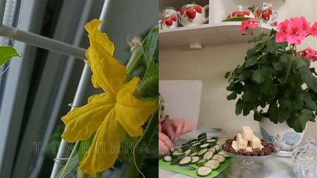 Заморозка ОГУРЦОВ.🥒 Богатый урожай.Чем подкармливаю- удивитесь?