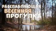 Расслабляющая весенняя прогулка по лесной дороге | расслабление и хороший сон | тихий мужской голос