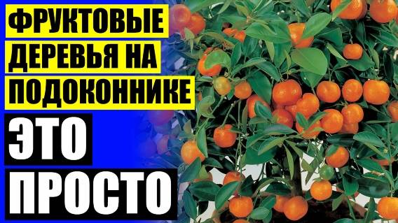 Деревья мини для ландшафтного дизайна 🚫 Необычные комнатные растения в интерьере квартиры