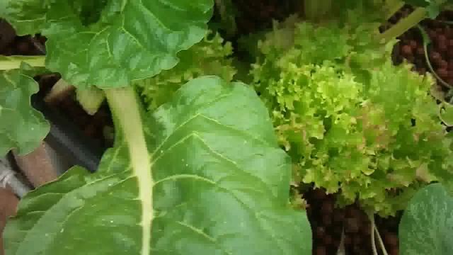 Aquaponics in Canberra - Winter '12