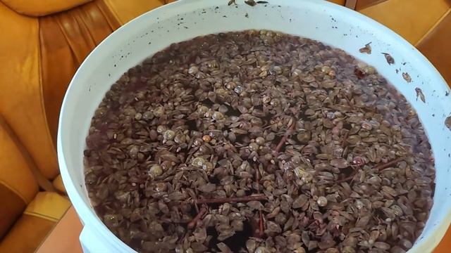 Чача на выжимках винограда