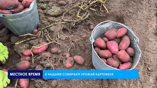 В Надыме собирают урожай картофеля