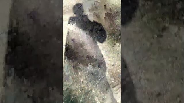 Кампот