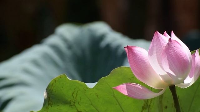 Meditazione sul Respiro - Anapanasati & Affermazioni di Guarigione di Yogananda