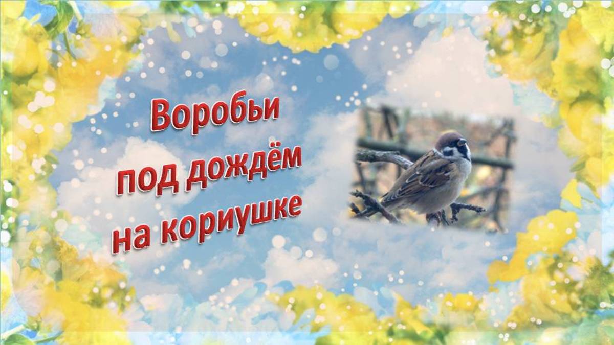 Воробьи и синицы на кормушке под дождём