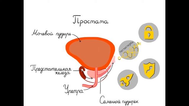 Что такое простатит