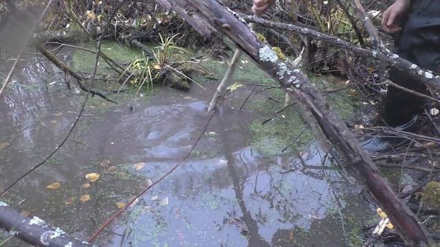 Ставлю и проверяю капканы на бобра. Удача. Beaver Hunting