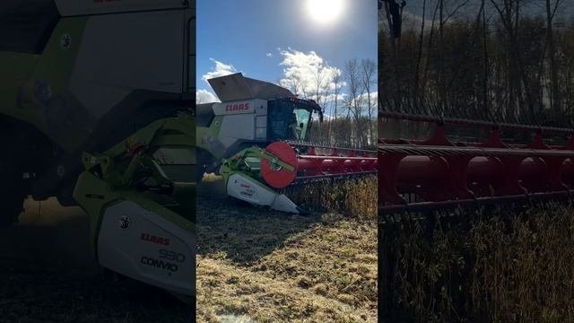 CLAAS TRION 730 уборка сои Сибирь сентябрь 2024 #shorts