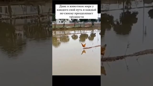 каждый сам решает как пройти свой путь