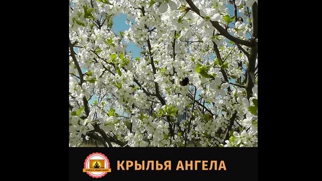 Крылья ангела. Как заручиться поддержкой высших сил КАК ОБЩАТЬСЯ СО СВОИМ АНГЕЛОМ-ХРАНИТЕЛЕМ