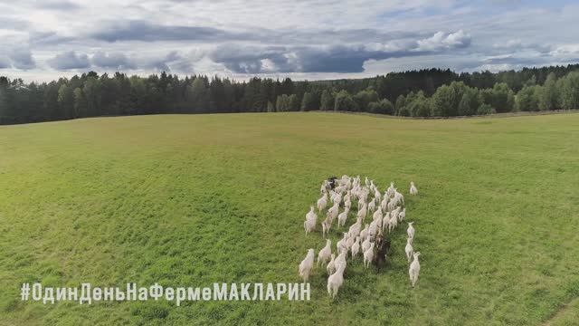 Ферма в Тверской области МАКЛАРИН