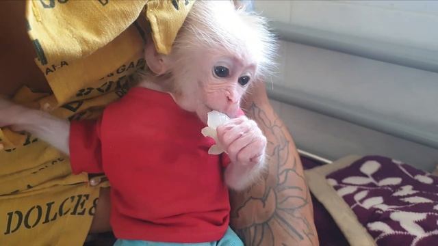 The baby monkey went to visit his sick father and was fed his favorite fruit by his father