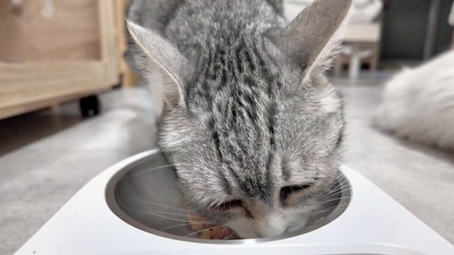 新しいトイレが凄すぎてウチの猫たちが奪い合っている件……