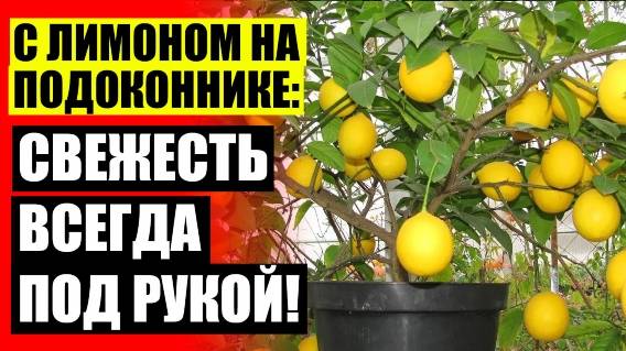 🔵 КУПИТЬ ДЕРЕВО ЛИМОН ☑ ЛИМОННОЕ ДЕРЕВО 😎