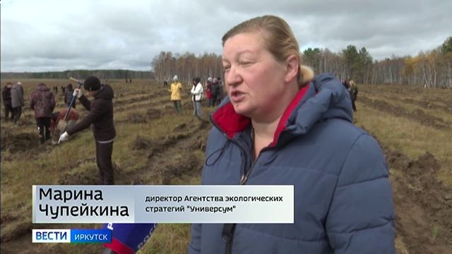 Десять тысяч сеянцев сосны высадили школьники в Вересовском лесу Иркутска