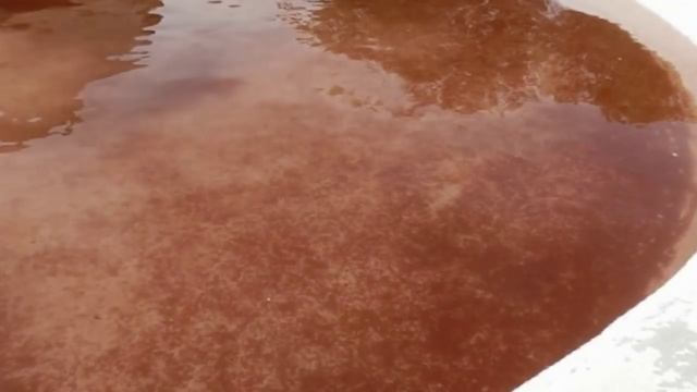 'Blood Rain' Mystery Solved: Traveling Microalgae Turned Local Waters Red