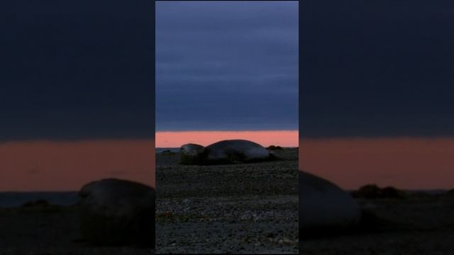 На берегу бескрайнего океана плещутся волны, а среди них резвятся грациозные тюлени