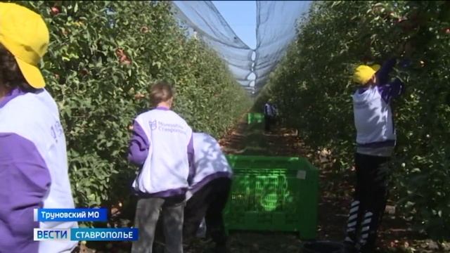 Яблочный урожай из ставропольских садов отправят жителям Курской области