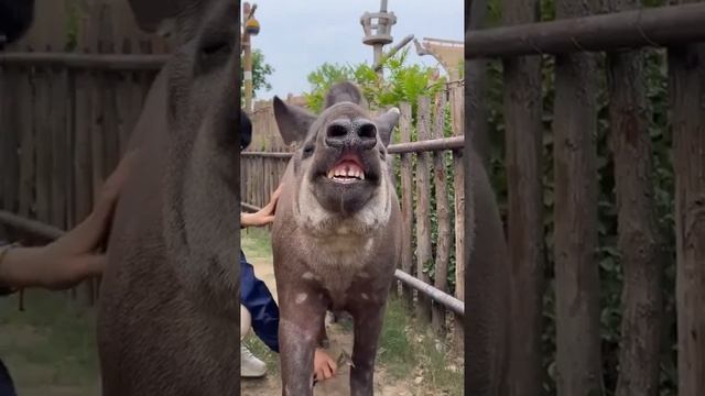 На тапира без улыбки не взглянуть🙈