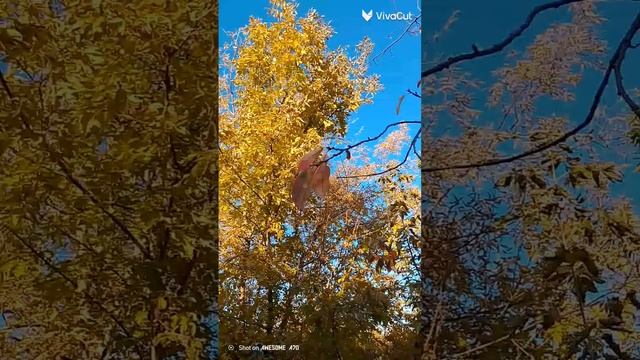 осенью