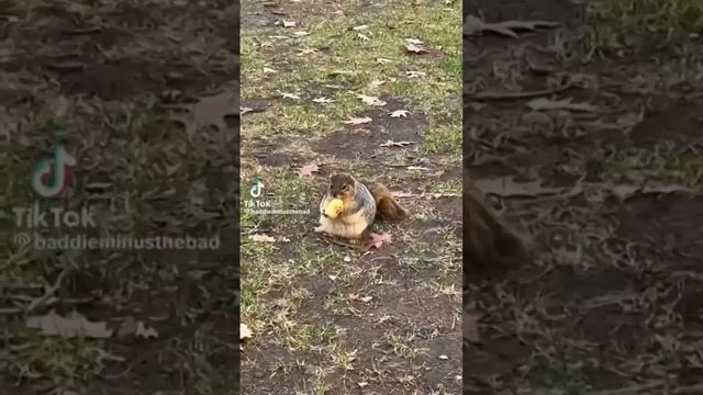 Забавные Видео