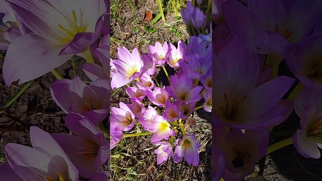 Волшебный цветок - безвременник, 🌸 нежный, с приятным ароматом