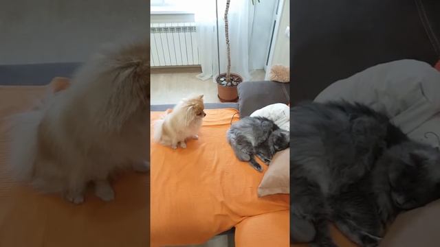 Шпиц Бася зовет кота играть