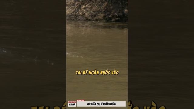 Hà Mã Con Bú Mẹ Khi đang ở Dưới Nước #kemtv #hama #suthatthuvi #bume #hamacon #embe #hippo #animals