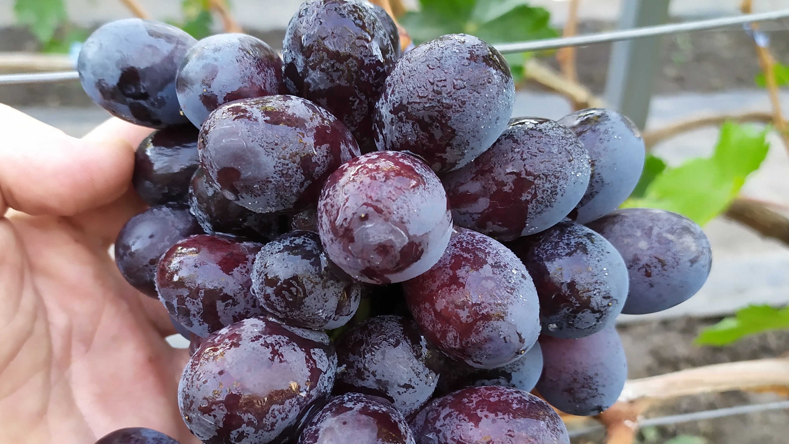 ДАМАССКАЯ КРАСАВИЦА и БОРИСФЕН !