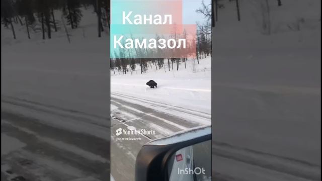 Росомаха. Gulo luscus.