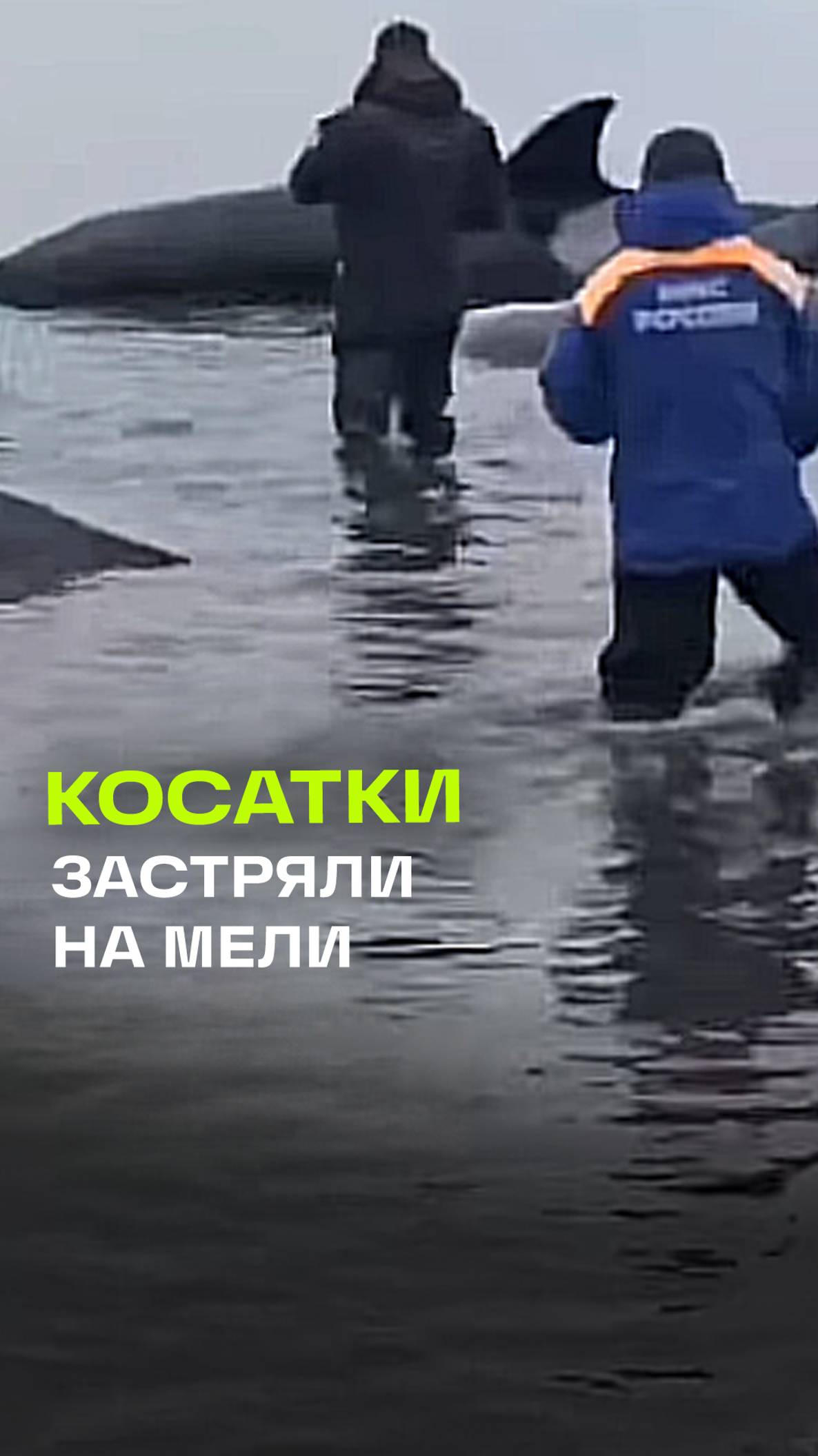 Видео: спасение четырех косаток из плена в Охотском море