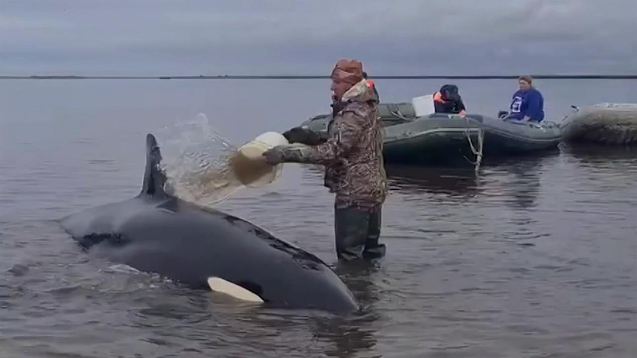 На Камчатке спасли застрявших на мели косаток