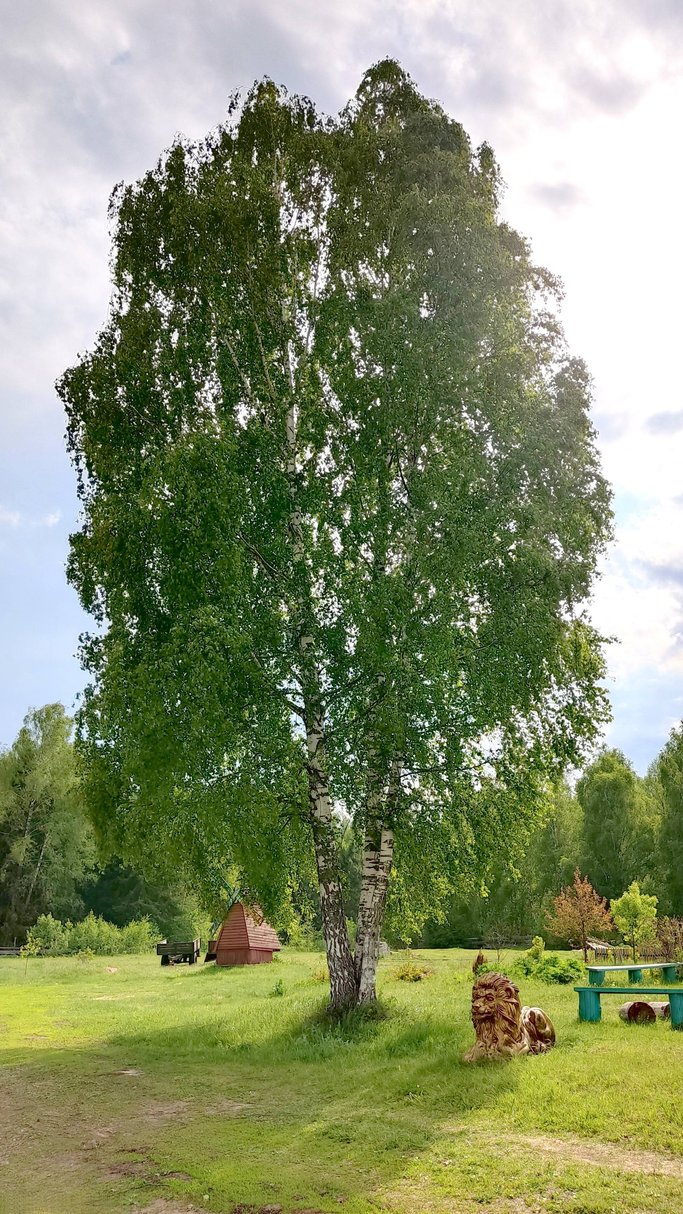 Берёзонька шумит🌳🎇ТРОИЦКАЯ ЦЕРКОВЬ в ТРОИЦА-ЧИЖАХ⛪Чудное место под Павловским Посадом💖26.05.2024