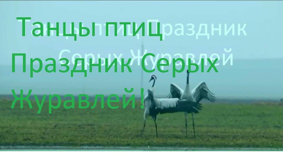 Танцы птиц Праздник Серых Журавлей - Уникальное Событие Красота Сила Природы!