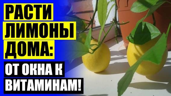 КАК ВЫРАСТИТЬ ЛИМОН ИЗ КОСТОЧКИ ДОМА 🚫 КУПИТЬ ЧЕРЕНОК ЛИМОНА ДЛЯ ПРИВИВКИ ⛔