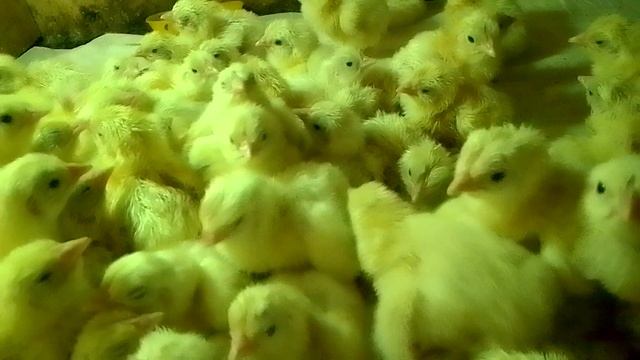 02.10.2024г. вывод Кобб 500 все по графику