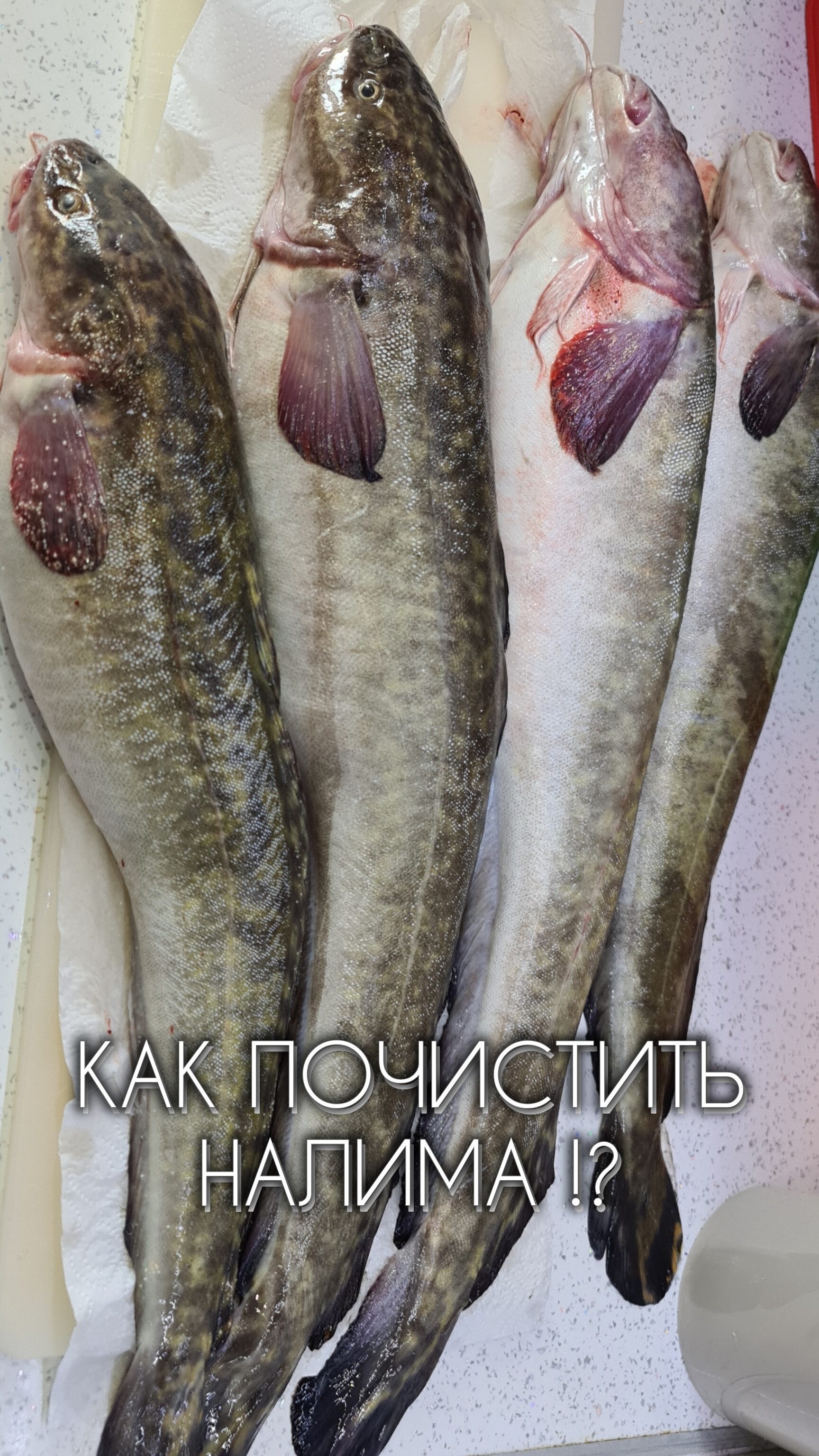 КАК ПОЧИСТИТЬ НАЛИМА!? #налим #сом #треска #рыбалка