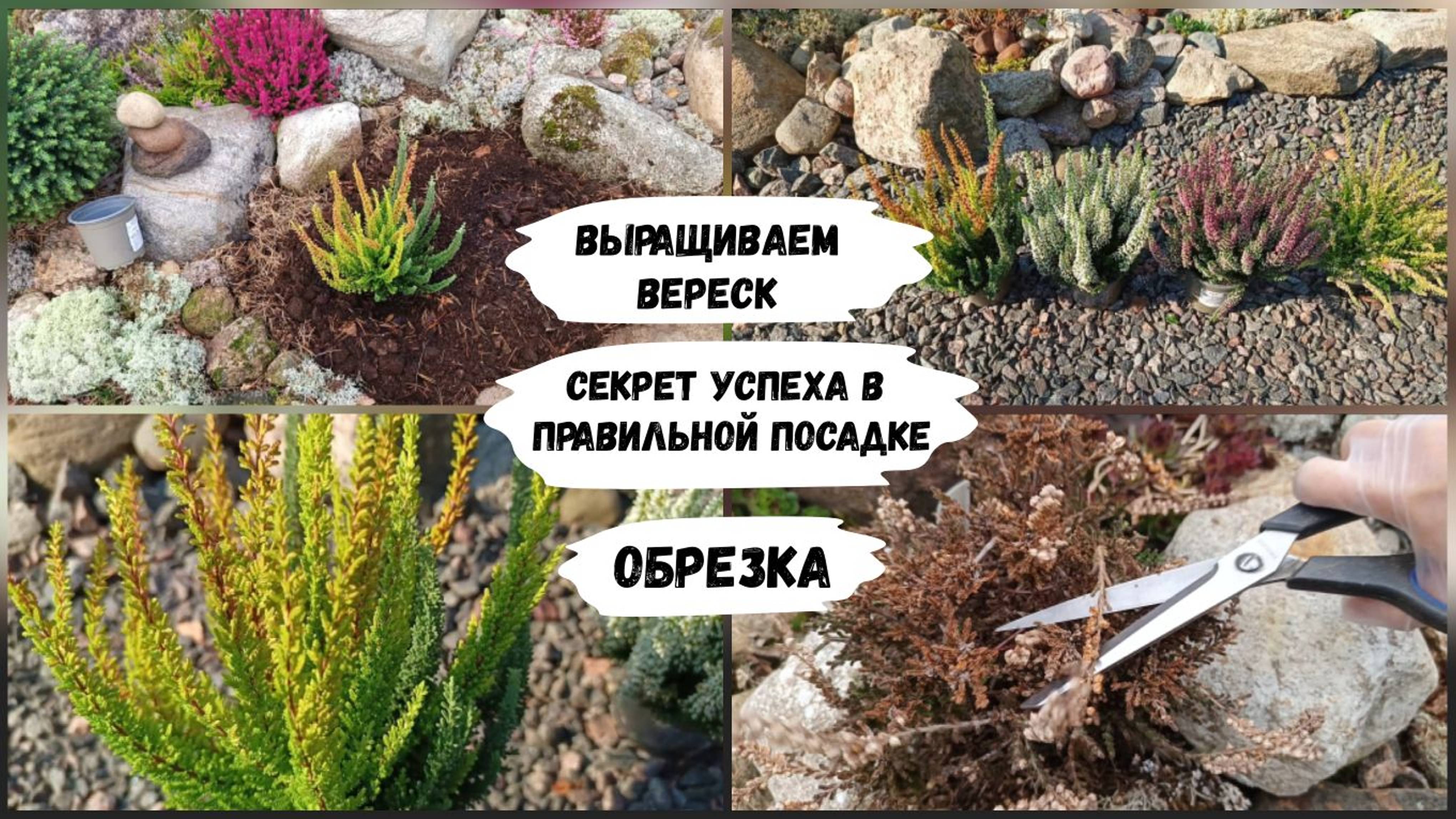 Выращиваем вереск. Обрезка.