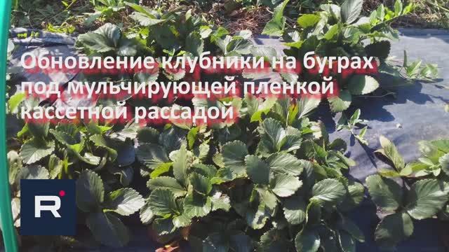 Обновление посадок клубники на буграх под мульчирующей пленкой