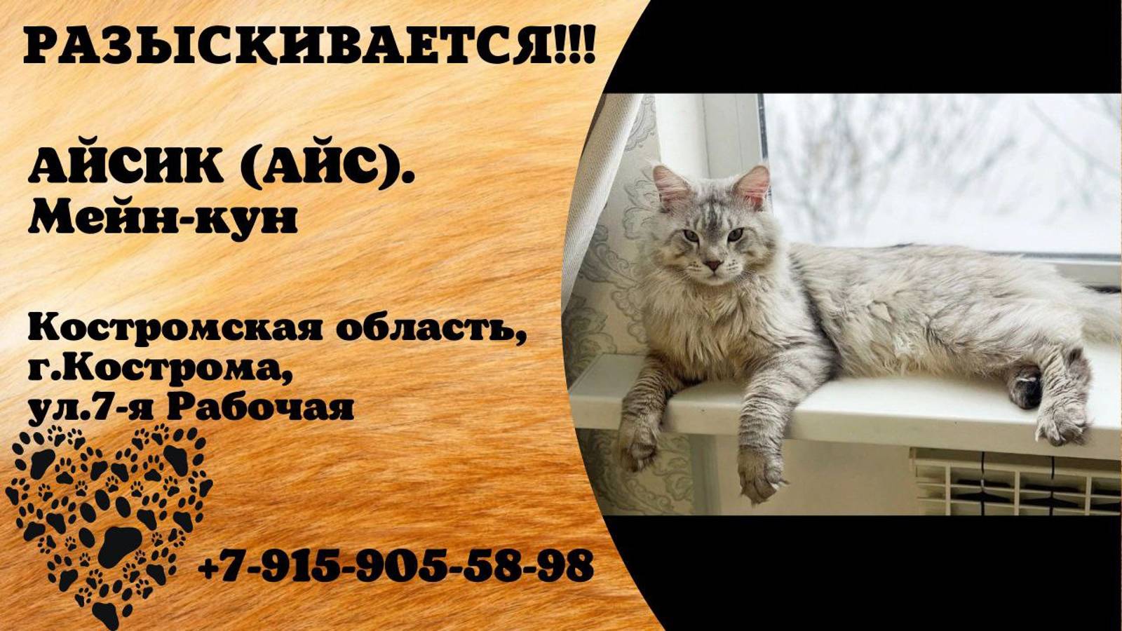 Пропал кот! АЙСИК (АЙС). Мейн-кун. Костромская область, г.Кострома.