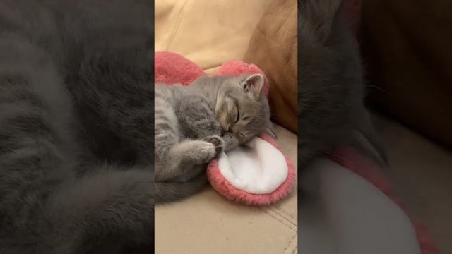 Спокойной ночи котейко 😍