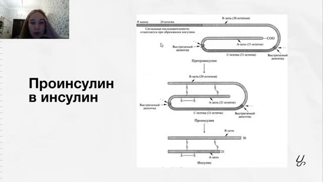 Биология | Комплекс Гольджи