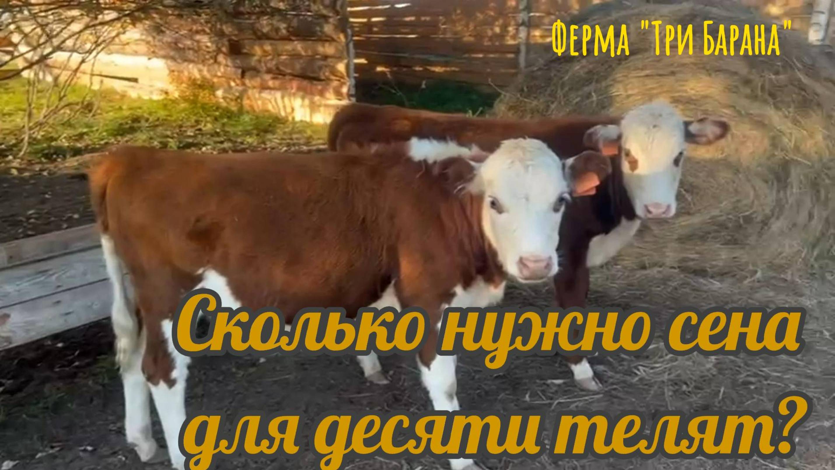 Сколько сена нужно десяти телятам
